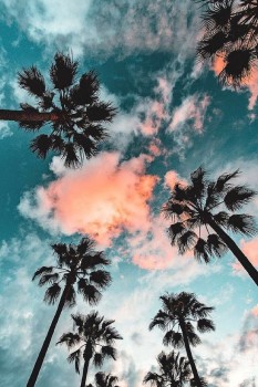Wallpaper Aesthetic Palm Tree, Table, Palms, Tree, California Palm,  Background - Download Free Image