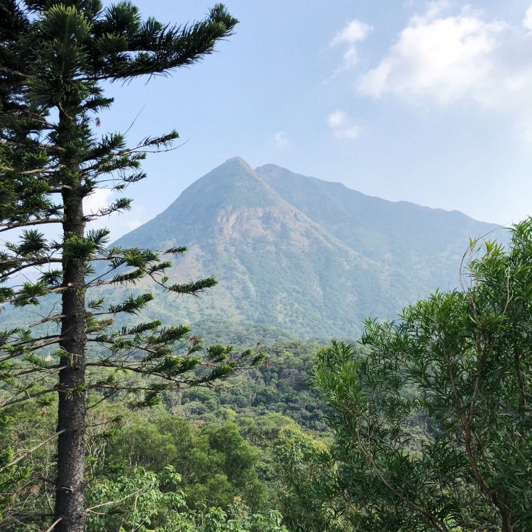 vegetation, mountainous landforms, plant community, highland, hill