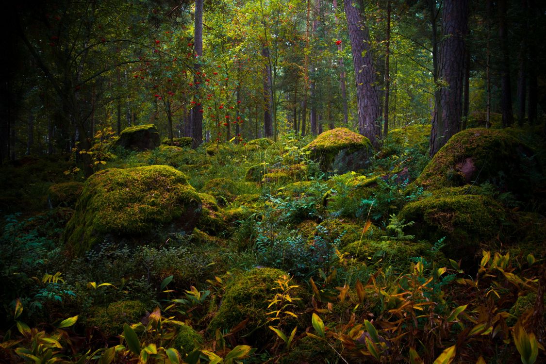 green moss on brown tree trunk