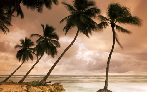 Image green palm tree near body of water during daytime