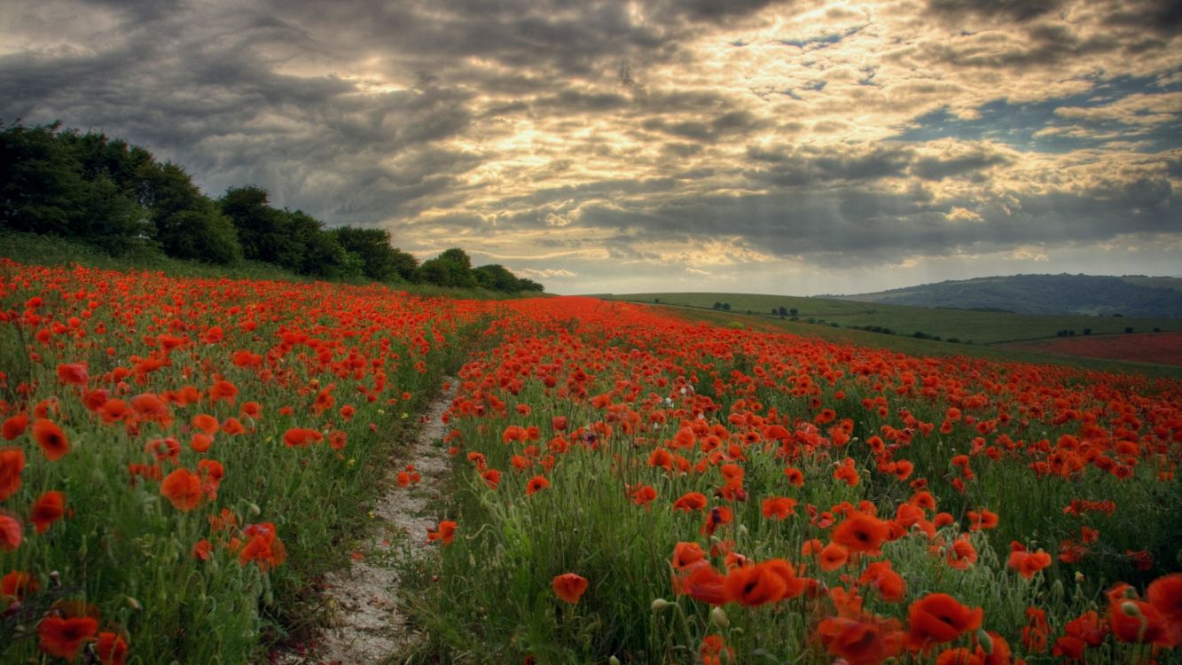 red flower field under cloudy sky during daytime