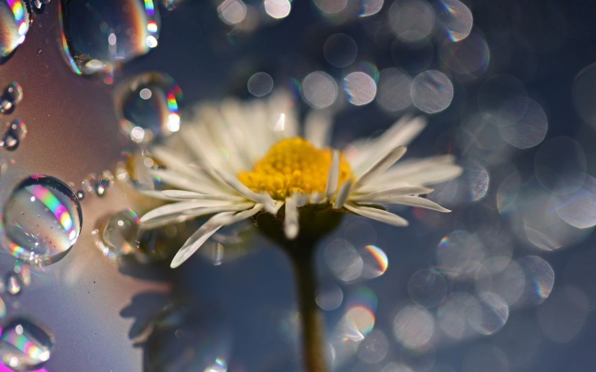 white daisy in water droplets