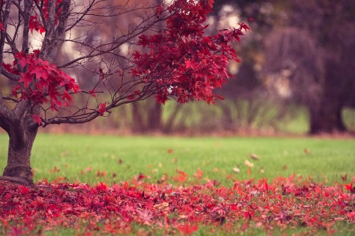 Image red flower field during daytime