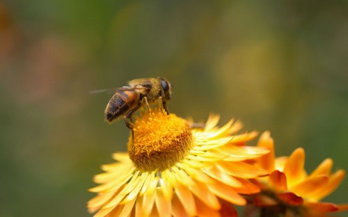 Image honeybee perched on yellow flower in close up photography during daytime