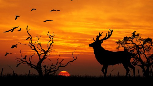 Image silhouette of deer on grass field during sunset