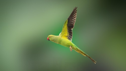 Image green and yellow bird flying