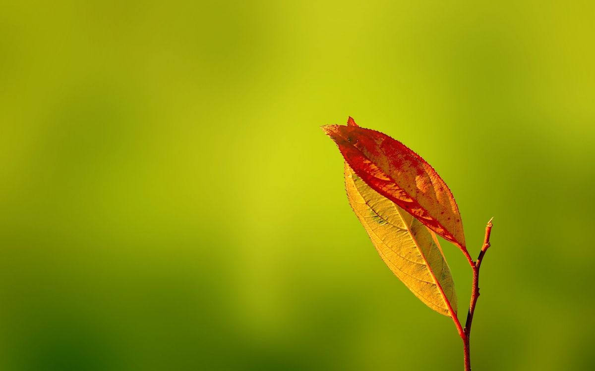 Feuille D'érable Rouge et Jaune. Wallpaper in 2560x1600 Resolution