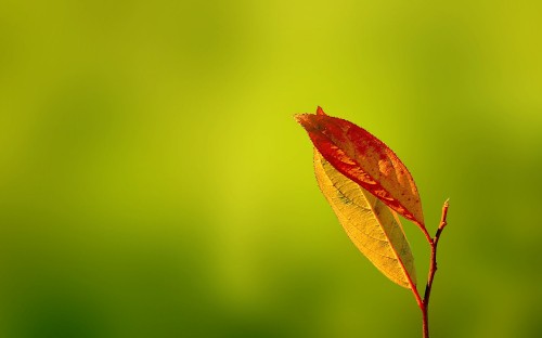 Image red and yellow maple leaf