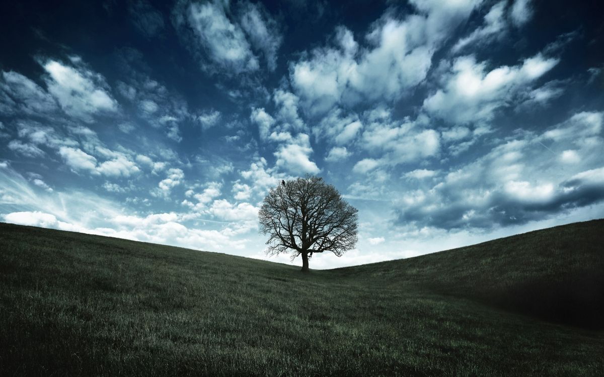 leafless tree on green grass field under blue sky and white clouds during daytime