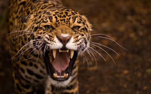 Image brown and black leopard showing tongue