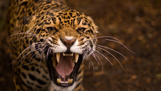 Image brown and black leopard showing tongue