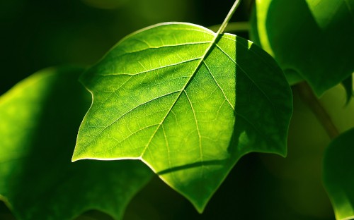 Image green leaf in macro photography