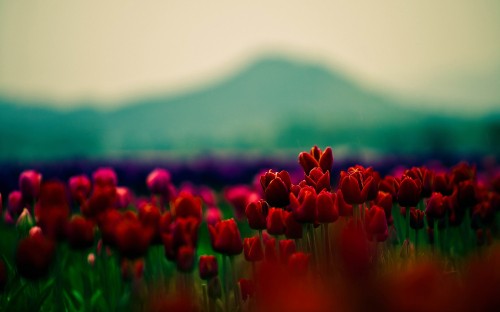 Image red tulips field during daytime