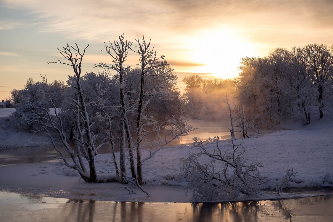 leafless trees on snow covered ground during sunset