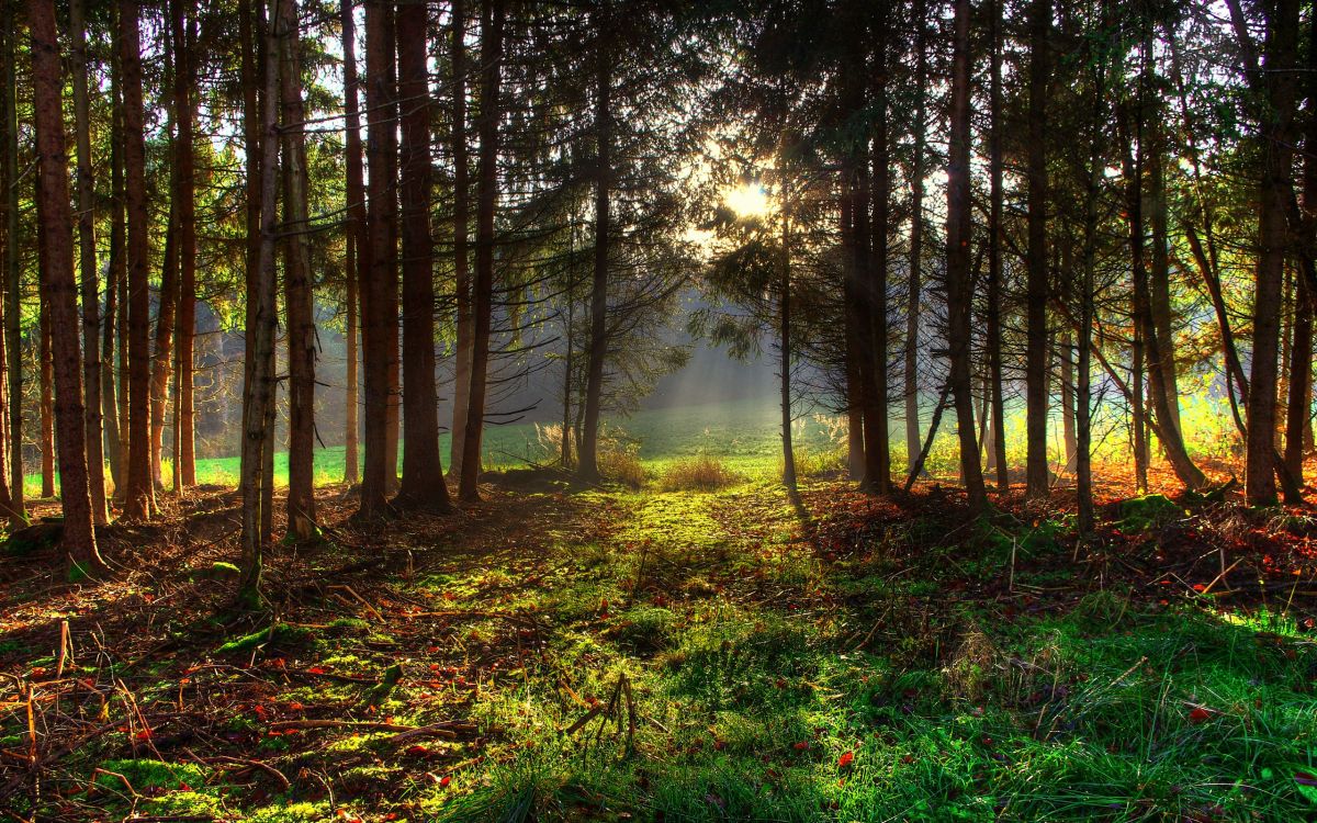 Hierba Verde y Árboles Durante el Día. Wallpaper in 2560x1600 Resolution