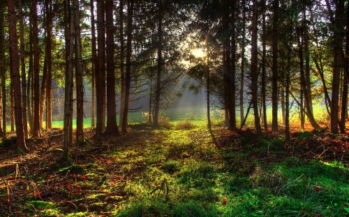 Image green grass and trees during daytime