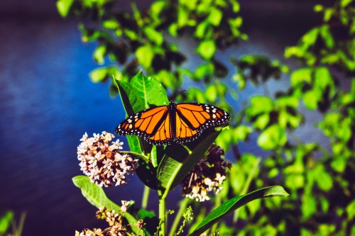 Image monarch butterfly perched on white flower in close up photography during daytime