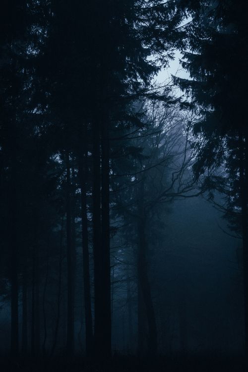 Grüne Bäume im Wald Während Der Nacht Night. Wallpaper in 4844x7262 Resolution