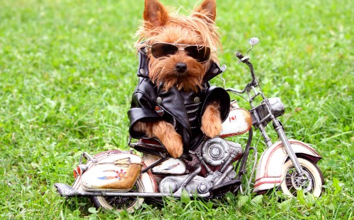 Image brown and black yorkshire terrier puppy on black leather jacket and white sneakers on green grass