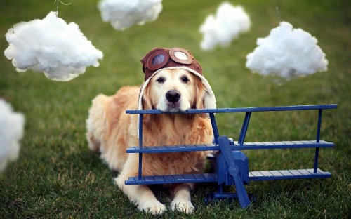 Image golden retriever puppy with blue leash sitting on green grass field during daytime