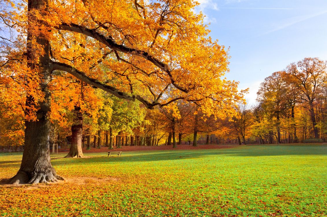 yellow leaf trees on green grass field during daytime