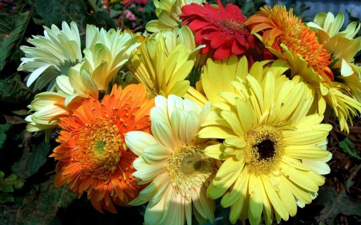 Flores Blancas y Rojas Con Hojas Verdes. Wallpaper in 1920x1200 Resolution