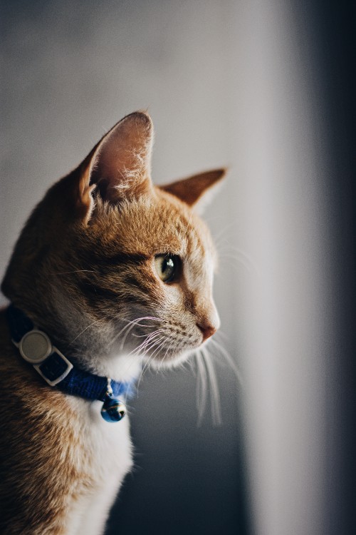 Image orange tabby cat with blue collar