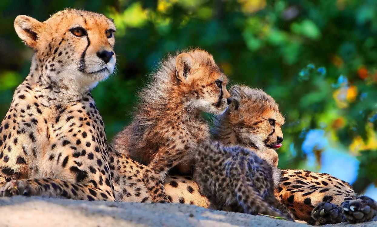 Cheetah and Cheetah on Brown Ground. Wallpaper in 1920x1157 Resolution