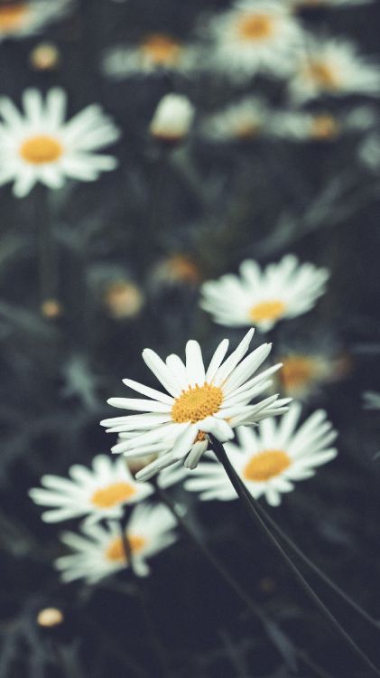 菌群, 白色, 性质, 阳光 壁纸 2160x3840 允许