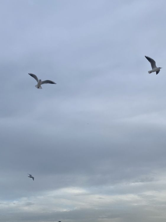 Européenne de Goéland, Mouette, la Migration Des Oiseaux, Vol, Oiseau. Wallpaper in 1536x2048 Resolution