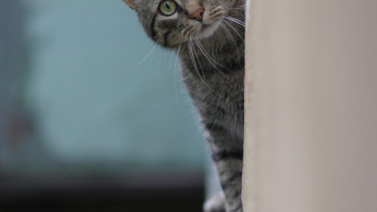 Image russian blue, tabby cat, beagle, whiskers, kitten