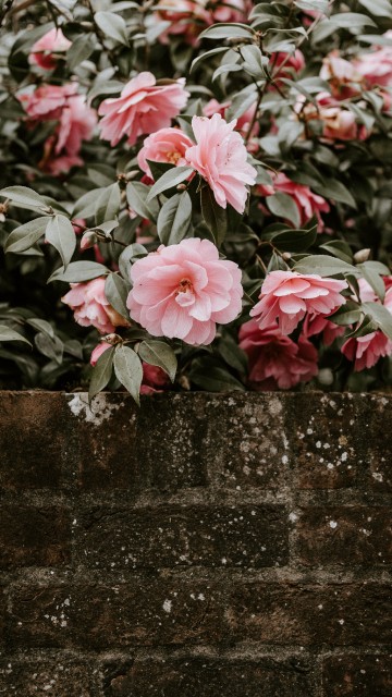 Image pink flowers on gray concrete wall