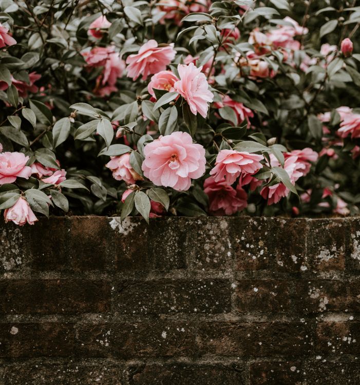 Fleurs Roses Sur Mur de Béton Gris. Wallpaper in 5902x6308 Resolution
