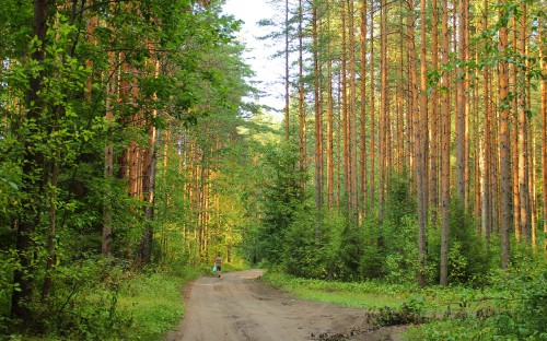 Image person in black jacket walking on pathway between trees during daytime