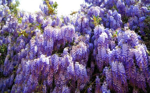 Image purple flowers under blue sky during daytime