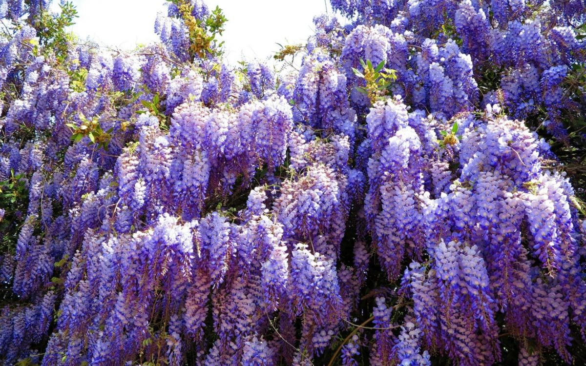 purple flowers under blue sky during daytime