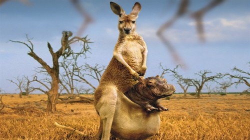 Image brown kangaroo lying on brown grass during daytime