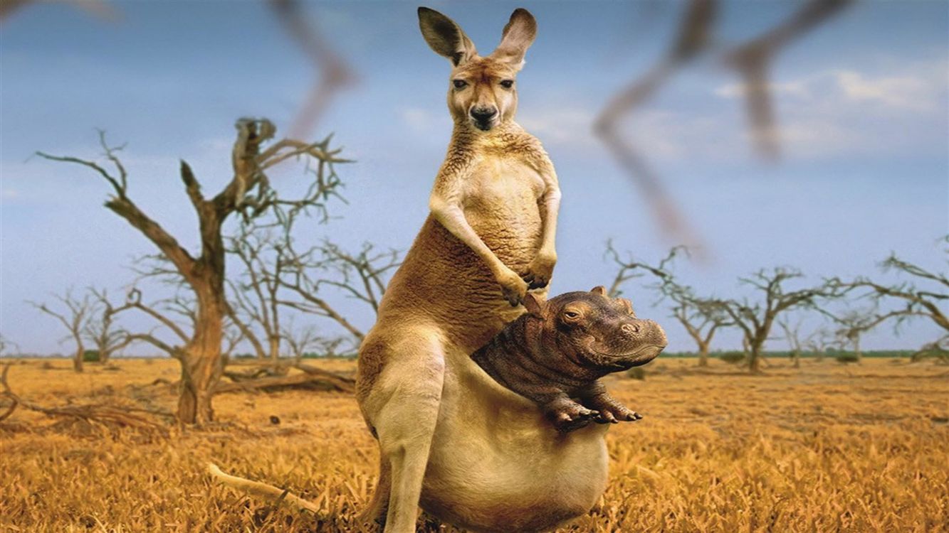 Brown Kangaroo Lying on Brown Grass During Daytime. Wallpaper in 2560x1440 Resolution