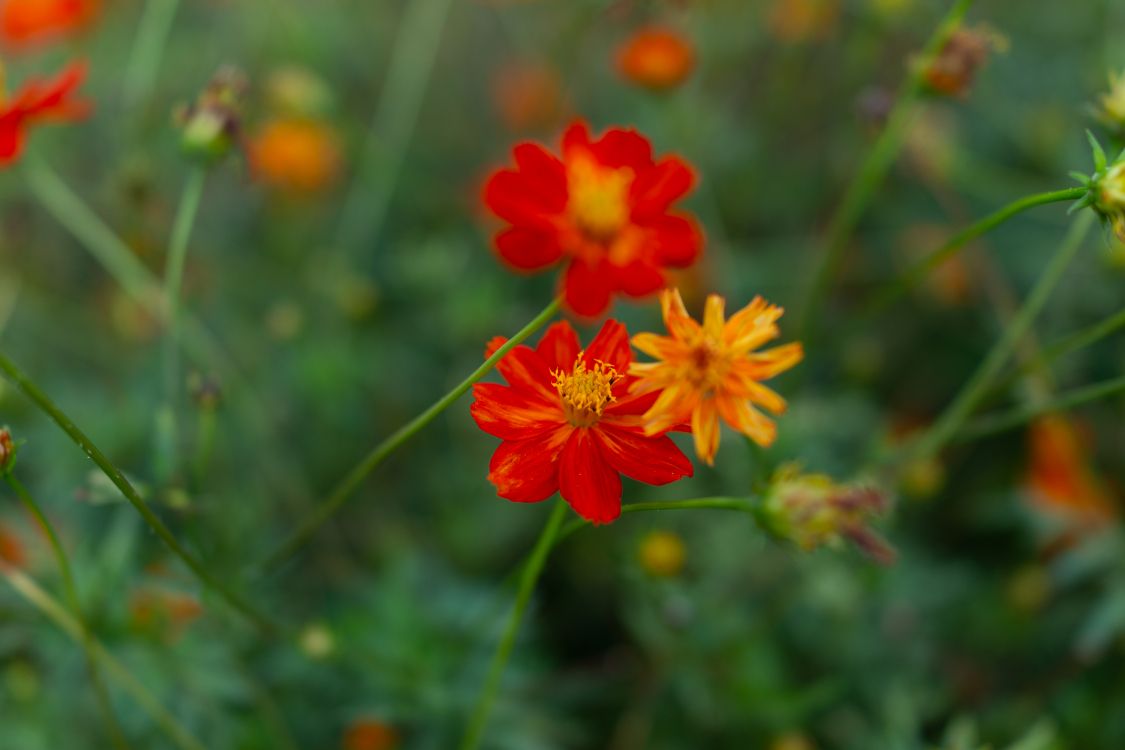 Red Flower in Tilt Shift Lens. Wallpaper in 6000x4000 Resolution