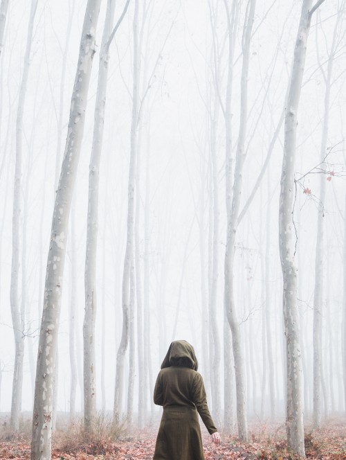 Image fog, forest, branch, natural environment, winter