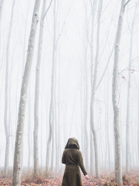 fog, forest, branch, natural environment, winter