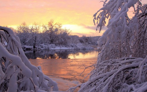 Image snow covered trees near body of water during daytime