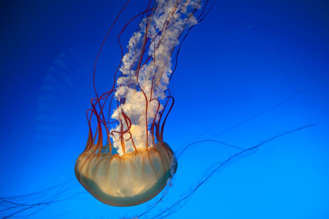 blue jellyfish in blue water