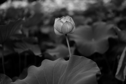 Image grayscale photo of flower bud