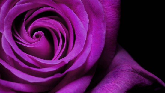 Image purple rose in bloom close up photo