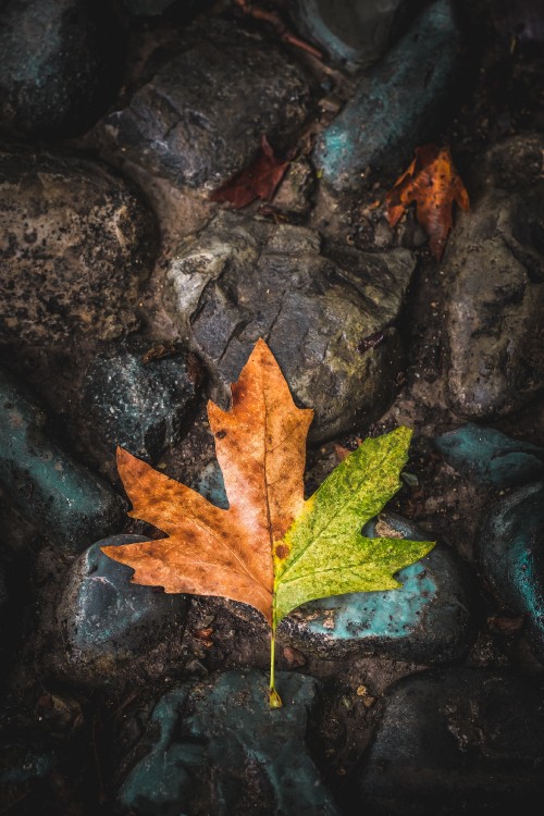 Image leaf, maple leaf, tree, green, brown