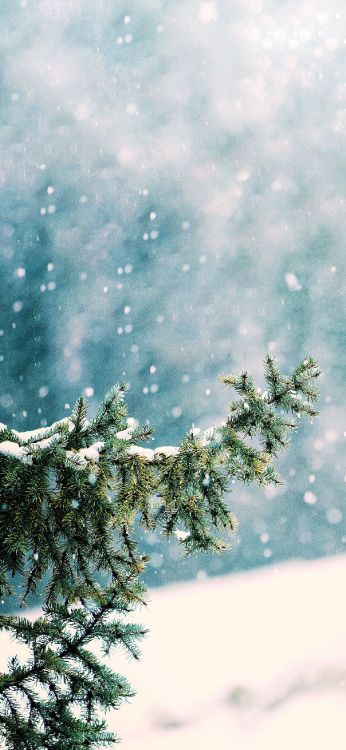 Nieve, Ambiente, Sucursal, Paisaje Natural, Ramita. Wallpaper in 1299x2813 Resolution