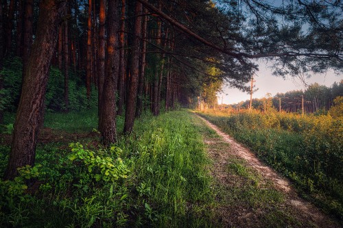 Image green grass and brown trees during daytime