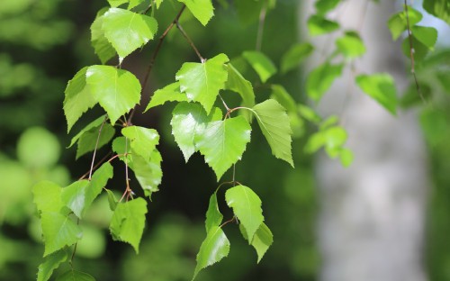 Image green leaves in tilt shift lens