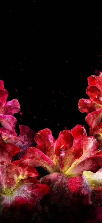 Naturaleza, Wisgoon - Red Social, Pétalo, Planta Terrestre, Rosa. Wallpaper in 1407x3045 Resolution